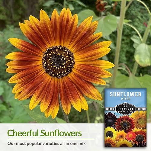 Miniatura 9 de Survival Garden Seeds - Mezcla de semillas de girasol populares para plantar - 2 paquetes con instrucciones para cultivar hermosas flores en tu
