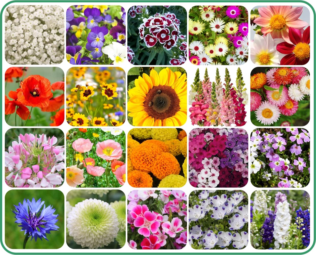 Agnico 20 Variety Of Flower Seeds Combo Pack With Instruction Manual. (B0BHDXSD5C) Amazon Price History, Amazon Price Tracker