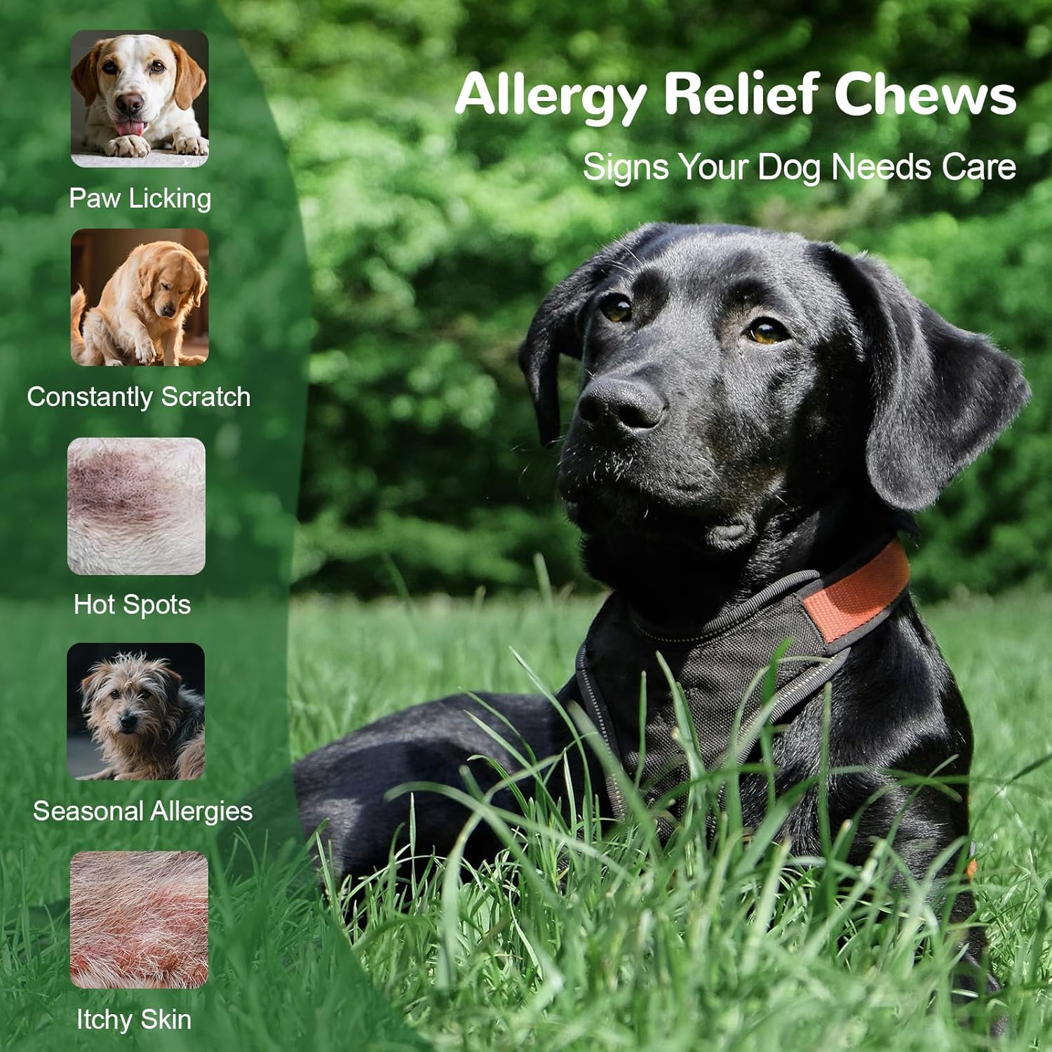 Dog Allergy Relief Chews, Dog Itch Relief Chews for Large Dogs Paw Licking Itchy Skin Seasonal Allergies, Probiotics with Omega-3 Turmeric Astragalus for Coat Immune Supplement-90ct - Image 3