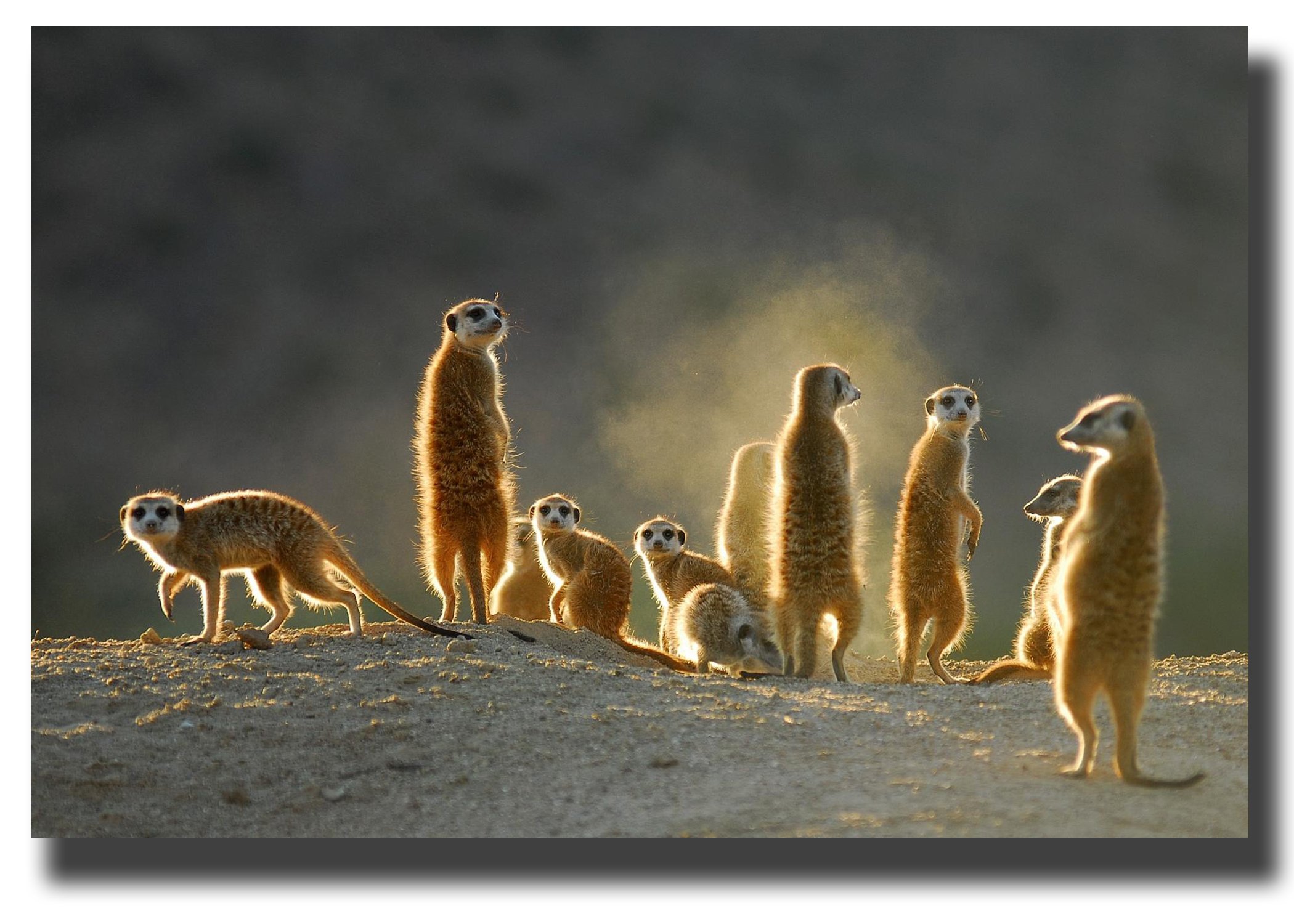 Meerkats canvas picture 20"x30" framed and ready to hang meerkat