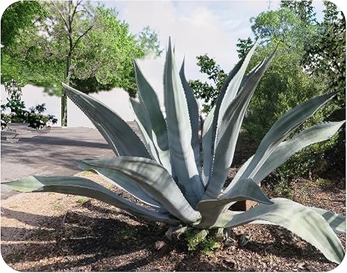 Agave Americana - Planta Century - Cultivo grande - Suculenta seca del desierto - Planta de cactus vivo - Emerald Goddess Gardens - Maceta de 4