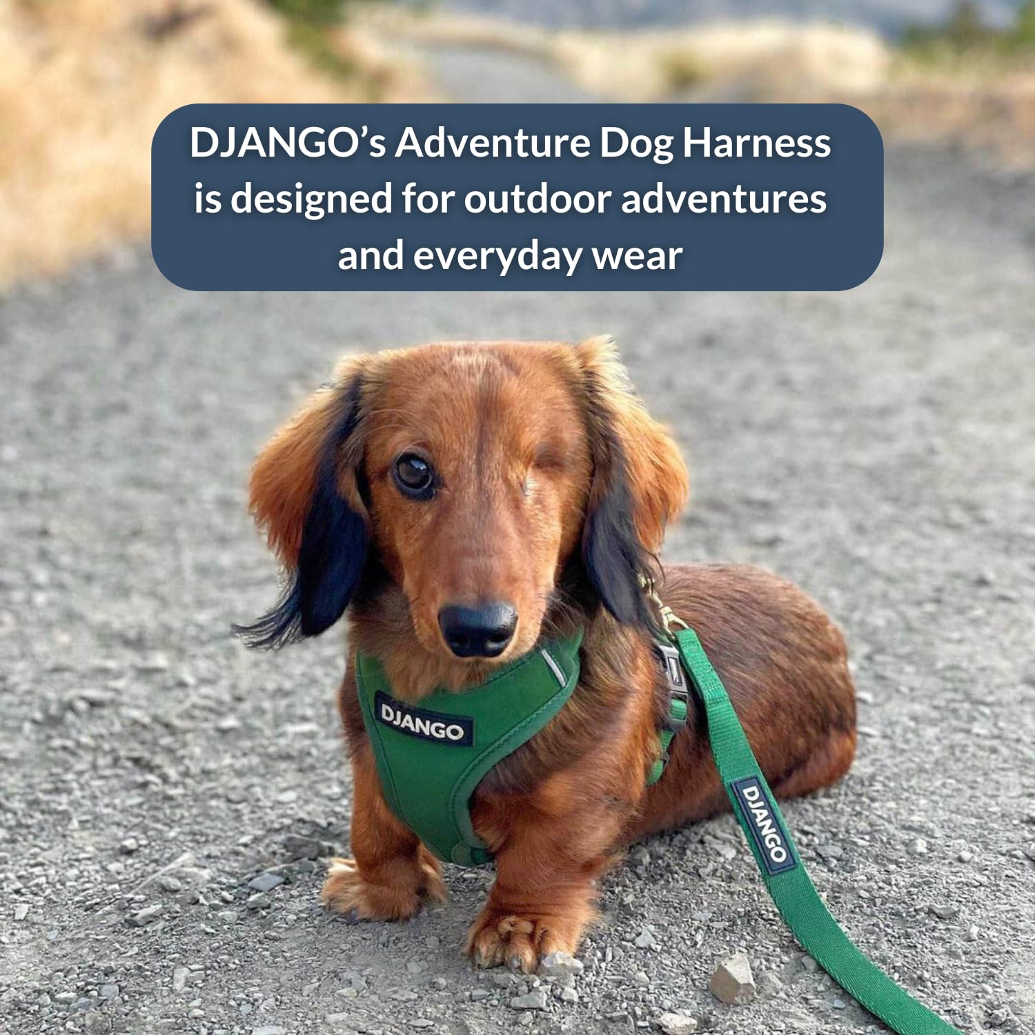 DJANGO Adventure Hundegeschirr - Bequemes, strapazierfähiges und reflektierendes Neopren Hundegeschirr für Outdoor-Abenteuer und Alltag - Verstellbares Design mit massiven Messingbeschlägen (Medium