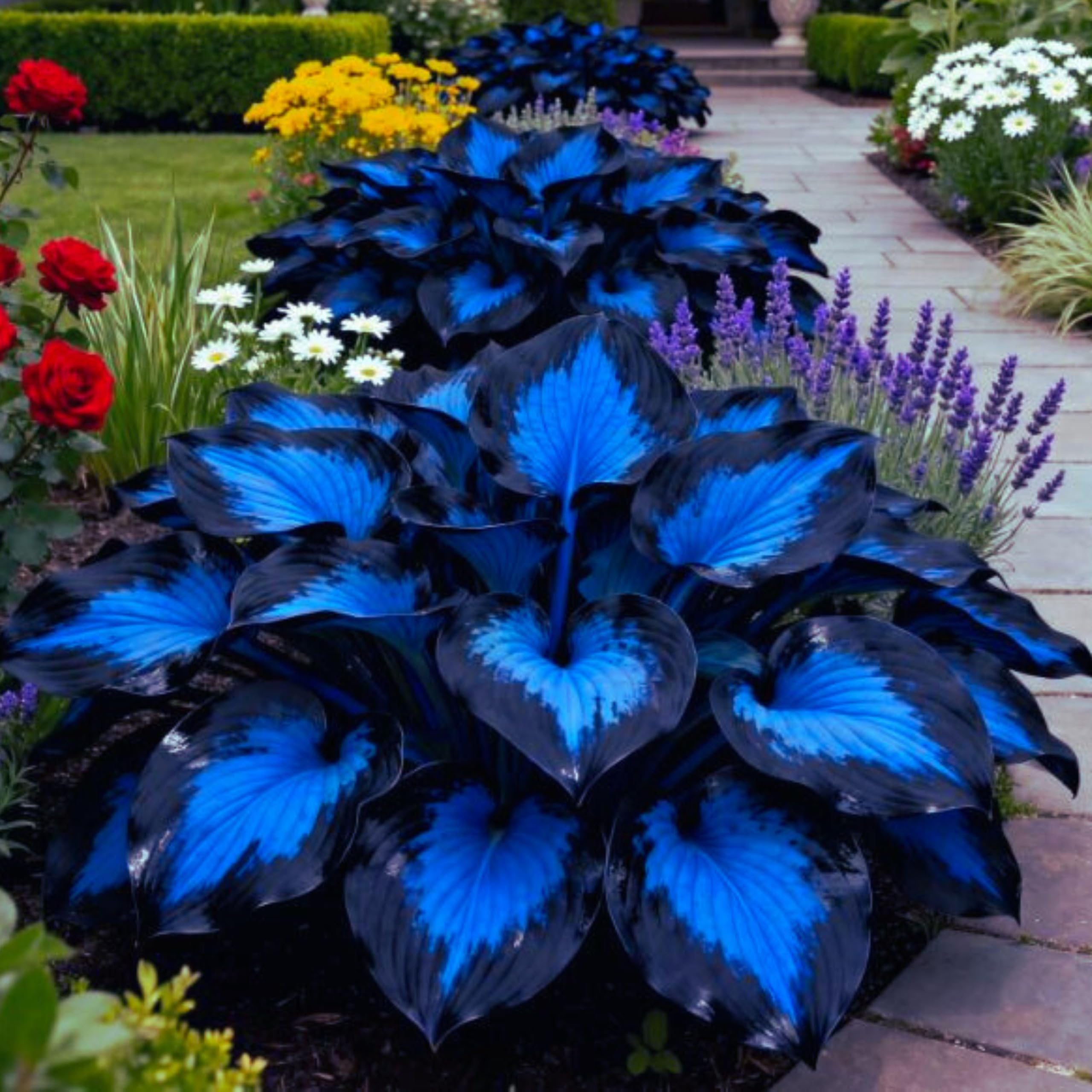 Hosta Plants for Sale, Ornamental Flowers, Easy to Maintain, Hosta Bulbs Live, No Watering Required, Hardy Perennial, Garden Decoration,-8bulbs-i