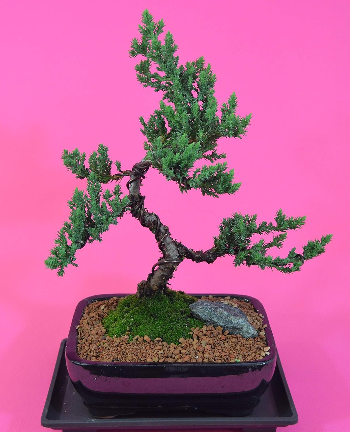 Traditional Bonsai, Japanese Juniper, 10 Years Old, Upright