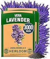 Vista 48 de HOME GROWN Semillas de Culantro sin transgénicos, 360 semillas de hierbas para plantar, variedad sin transgénicos autóctona, sabor robusto, prospera