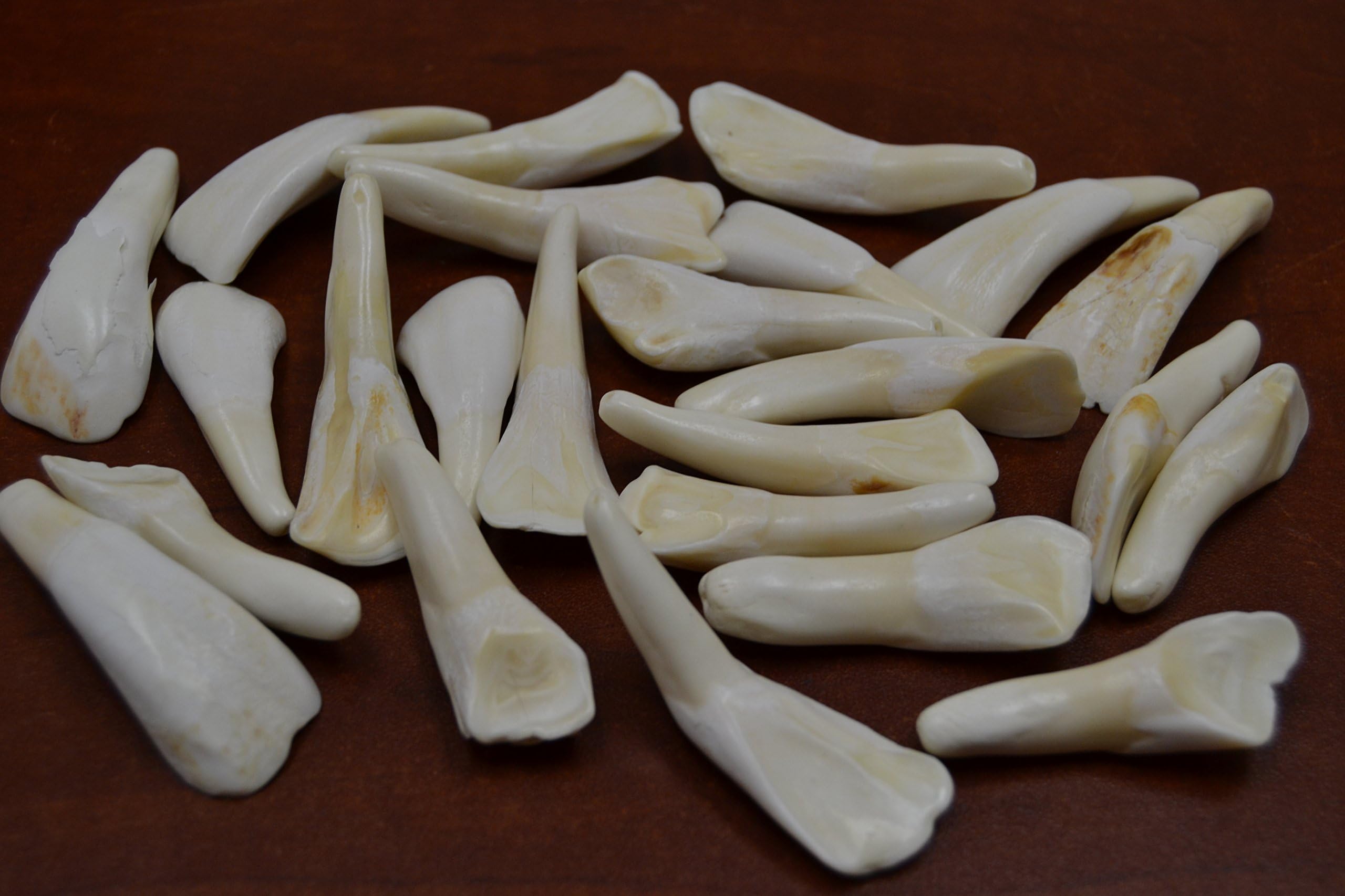 100 Pcs Genuine White Buffalo Teeth Tooth Craft Beads