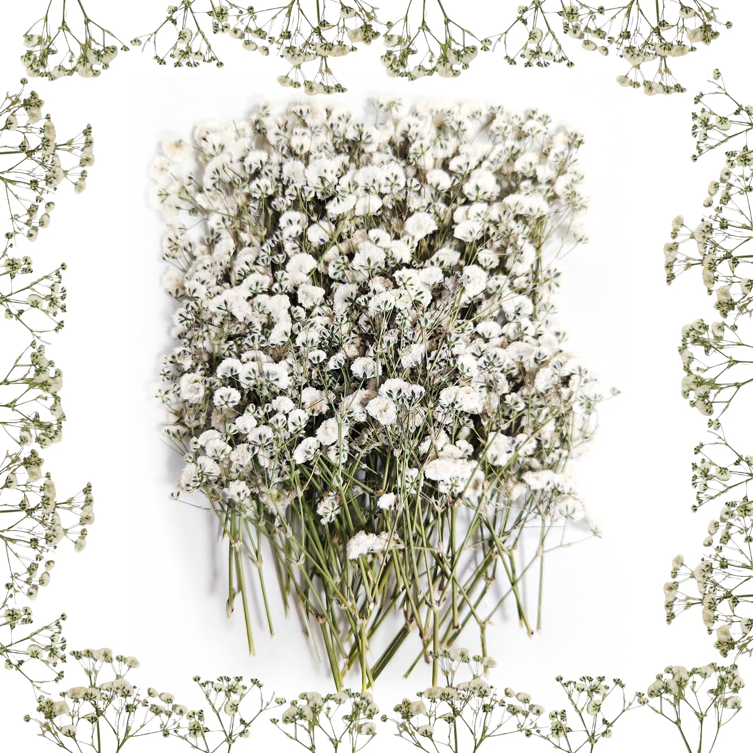 100 Pezzi Gypsophila Essiccata Bianco - Nebbiolina Secca per Decorazioni, Fiori Secchi Decorativi Piccoli per DIY e Resina - Schleierkraut Getrocknet