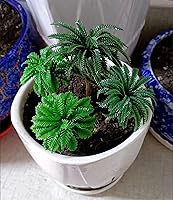 Vista 7 de 36pcs Palm Trees, Ho Scale Bushes, Plastic Trees for Projects 1.5-6 inch(3-16 cm), Miniature Trees