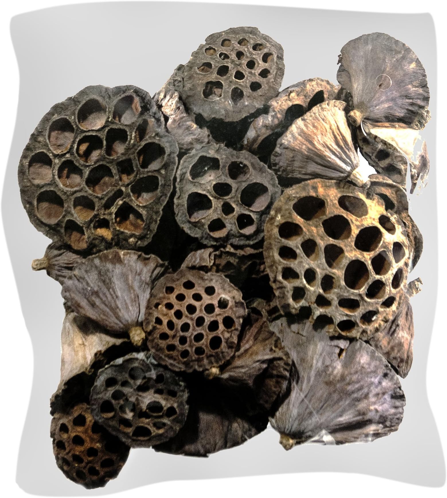 SuperMoss (20802 40-Piece Lotus Pods, Brown, Mixed