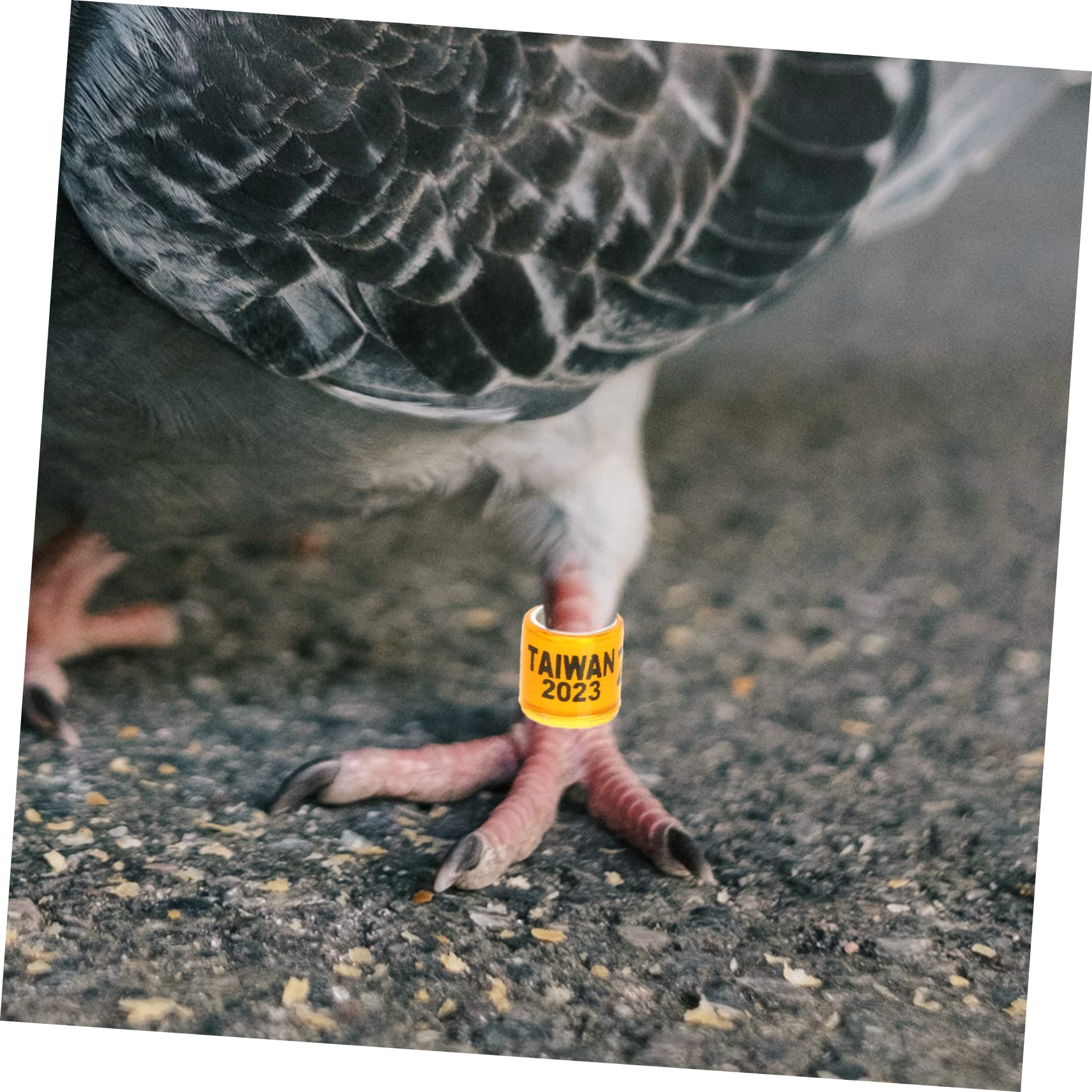 Mipcase 400pezzi Anelli Identificativi per Piccioni da Anelli per Uccelli da Corsa Marcatori Resistente e Pratici Vivaci per Facile Identificazione dei Volatili