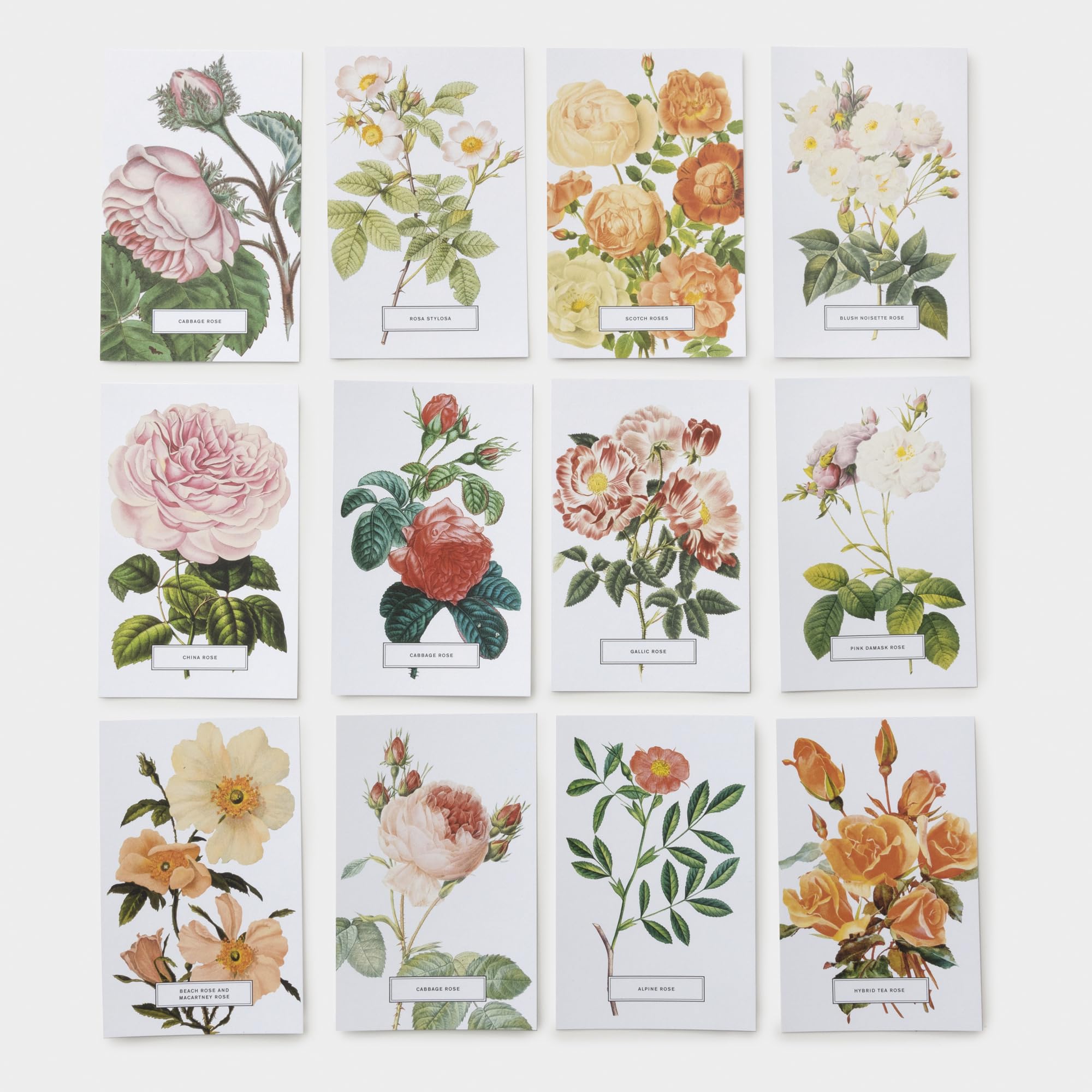 Roses: 100 Postcards from the Archives of The New York Botanical Garden