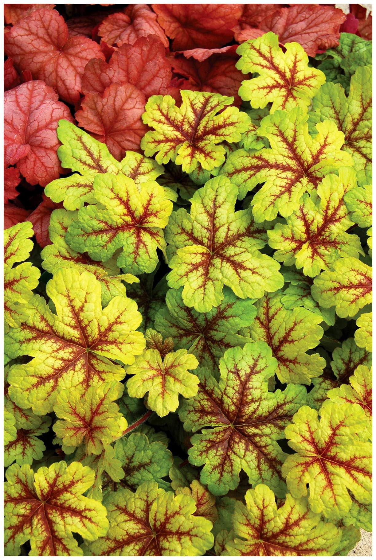 Stauden Gänge 10 x Heucherella Hybride 'Alabama Sunrise' winterhart