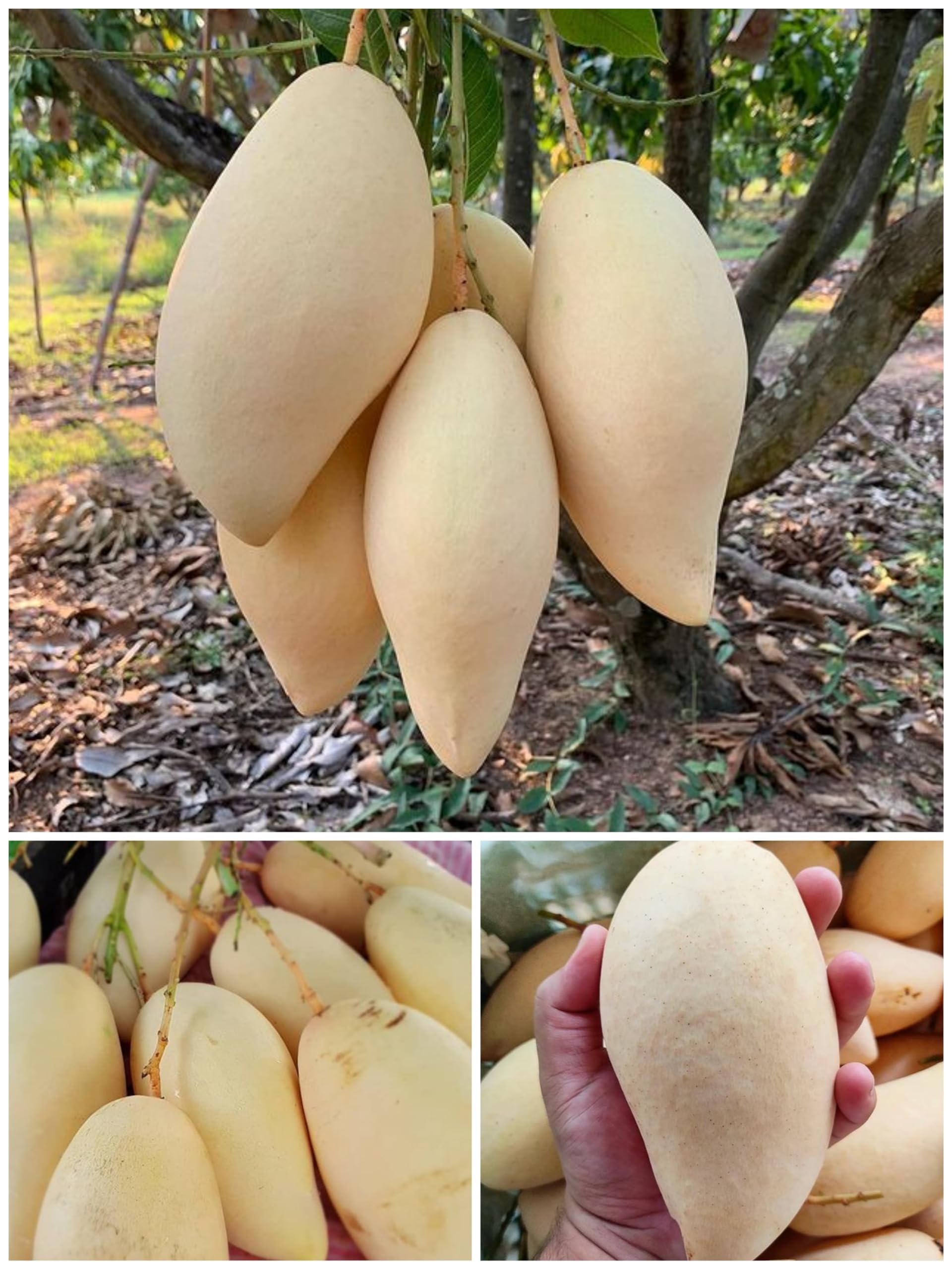See full amazon price history chart for Native Earth Thai Nam Dok Mai Mango Grafted Plant - Variety- Golden Nam Doc Mai Tree Height 3 Feet, Pack Of 1 Plant Native Earth Thai Nam Dok Mai Mango Grafted Plant - Variety- Golden Nam Doc Mai Tree Height 3 Feet, Pack Of 1 Plant (B0CJVQ3R51) Amazon Price History, Amazon Price Tracker