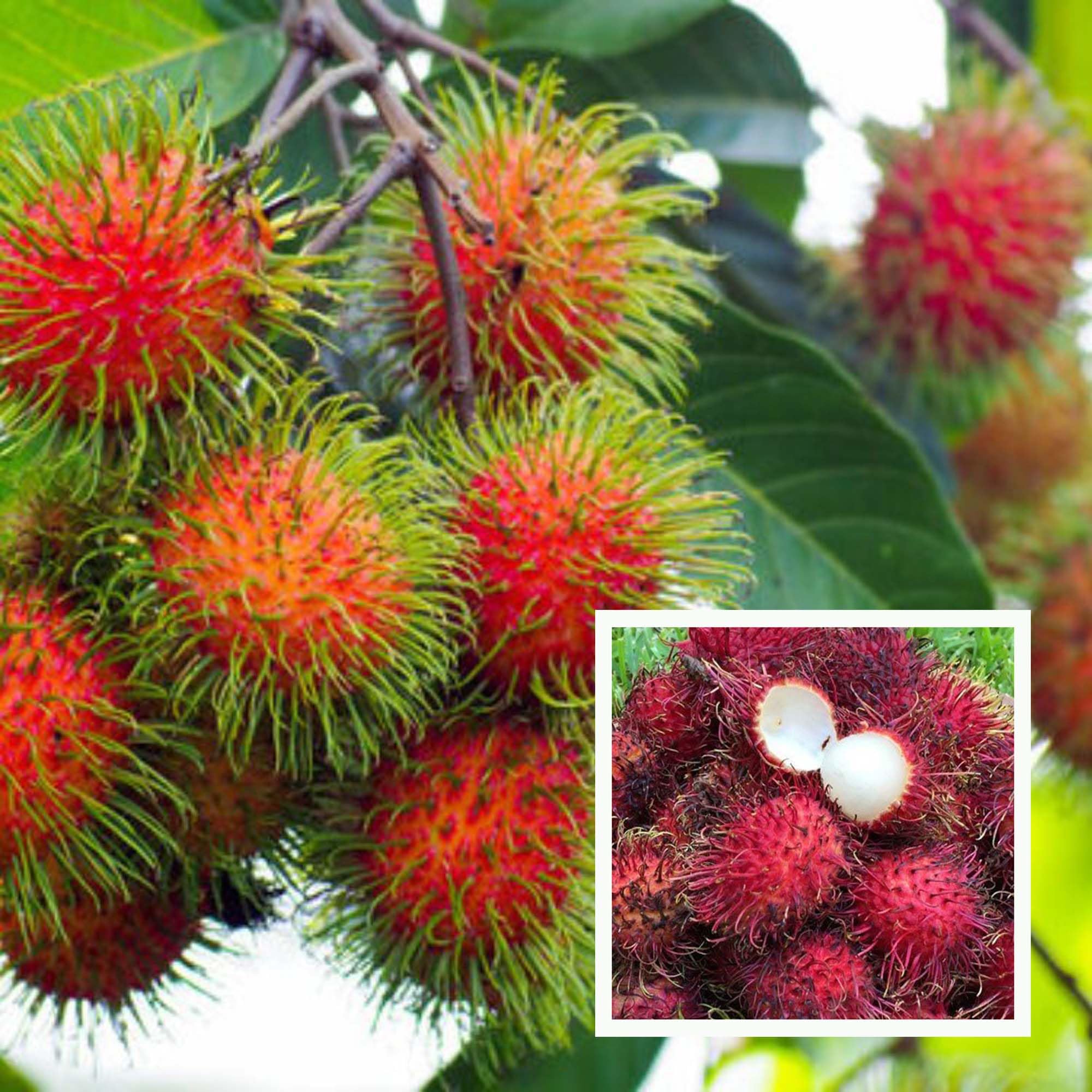 See full amazon price history chart for HAPING N18 Rambutan Grafted Fruit Live Plant (2-3 Feet Height) HAPING N18 Rambutan Grafted Fruit Live Plant (2-3 Feet Height) (B0D5VSM83S) Amazon Price History, Amazon Price Tracker