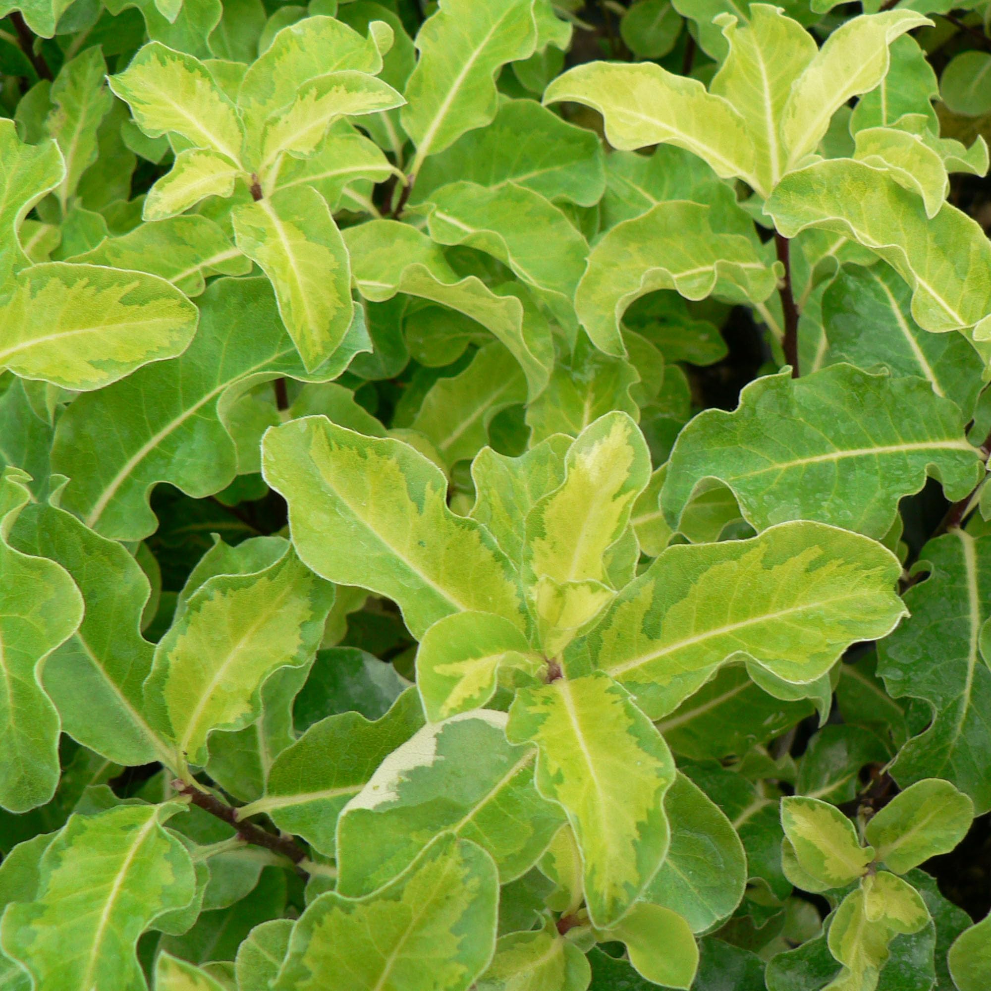 Pittosporum Golden King - Mock Orange Shrub with Red-Purple Spring-Summer Flowers - Evergreen Shrubs for Winter Foliage & Year-Round Interest - Japanese Plant Outdoor Garden Ready (9cm Pot, 10-20cm)