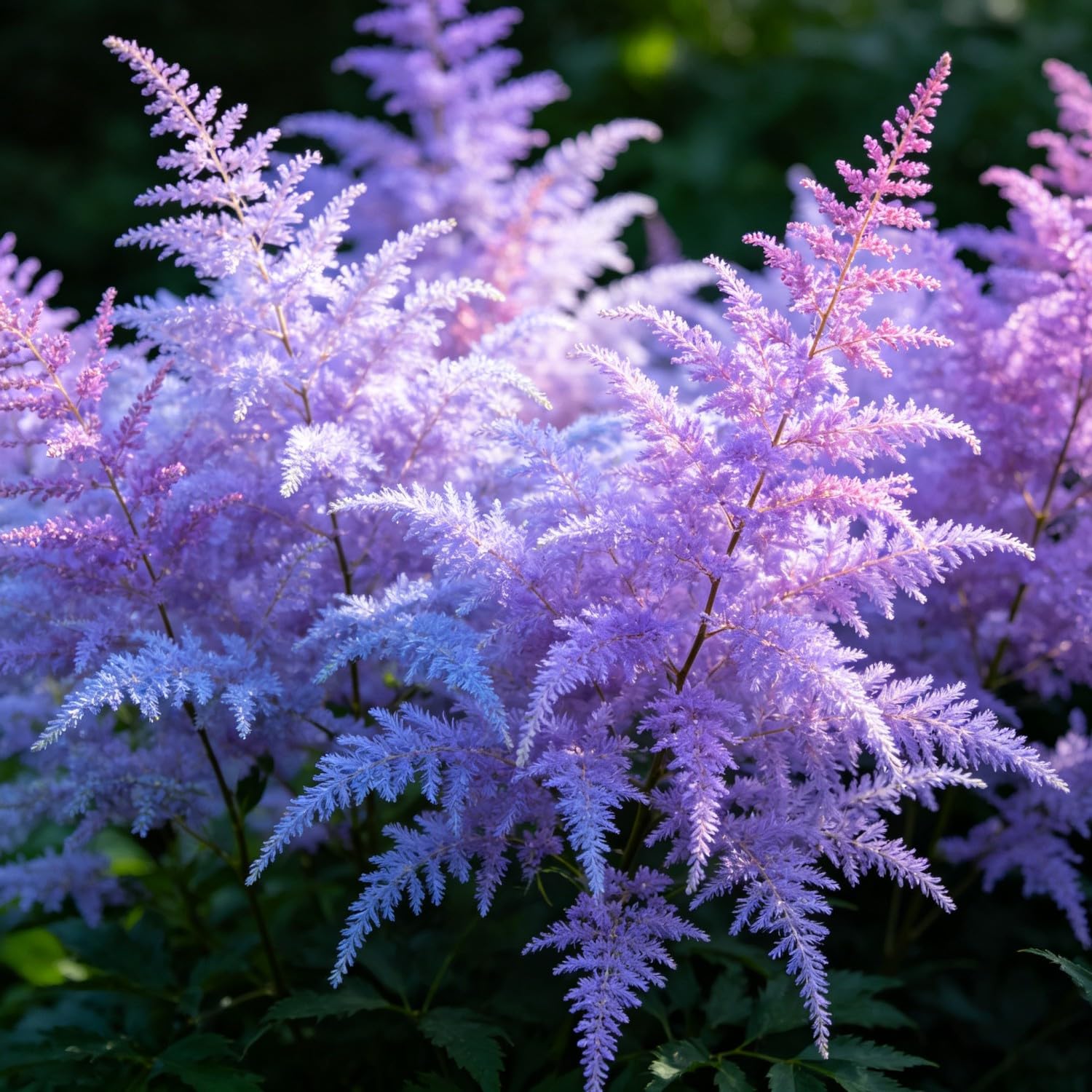 Mix Astilbe Seed-Hardy,Perennial herb,Excellent Display Indoor,Garden