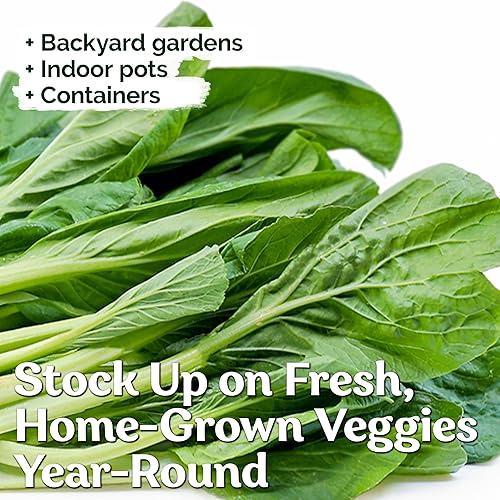 Miniatura 4 de KVITER 200 semillas Yu Choy Sum Brassica rapa, ChoySum semillas orgánicas de reliquia, semillas de vegetales chinas para plantar, de rápido