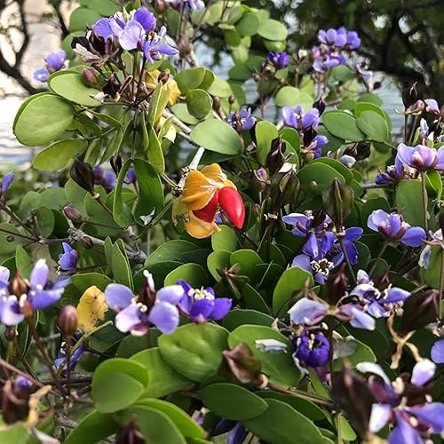 Miniatura 5 de YEGAOL Garden - Semillas de santuario de Guaiacum Vitae, árbol de hoja perenne fragante, árbol ornamental en jardines, árboles de espécimen de