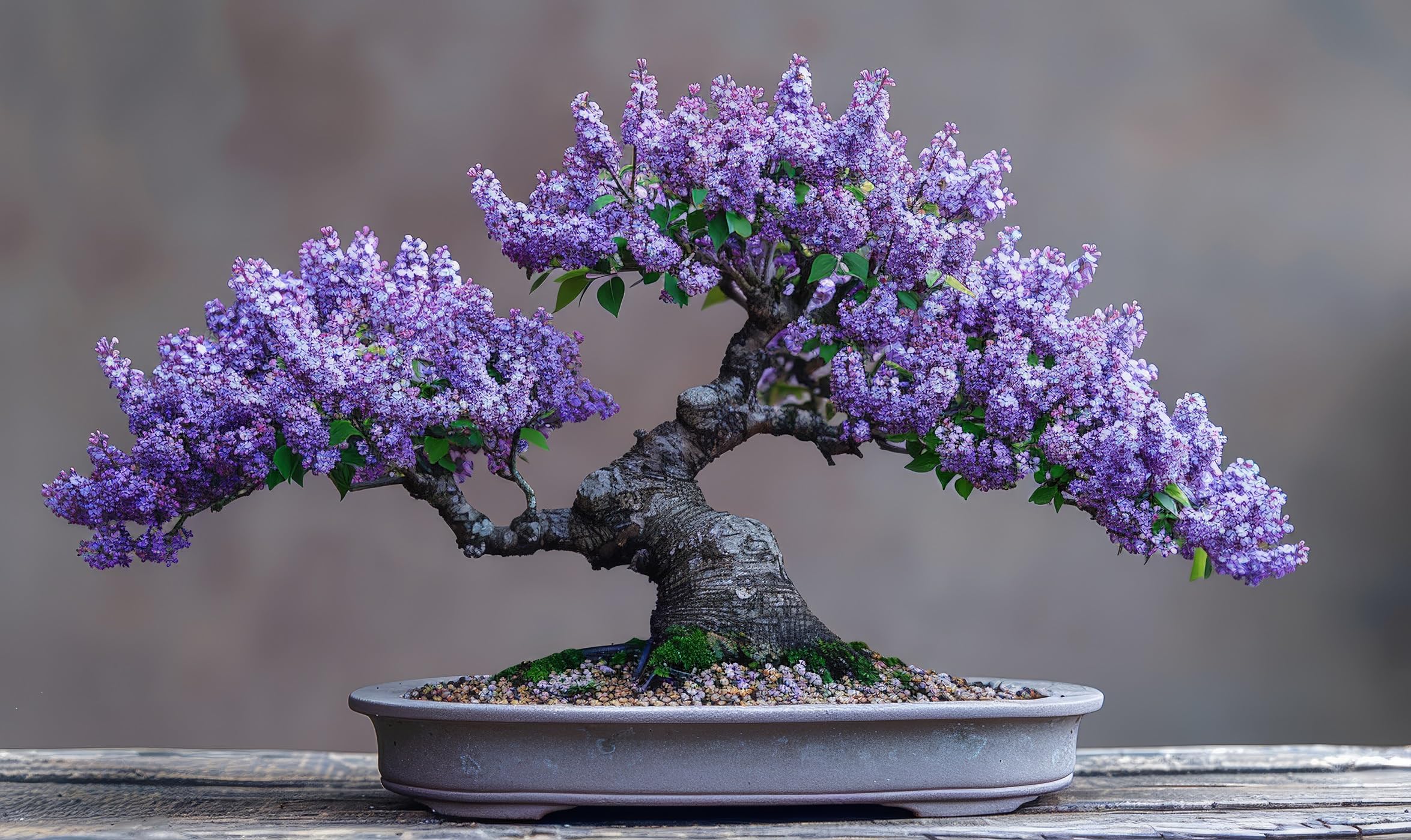 30 Purple Lilac Bonsai Tree Seeds for Planting