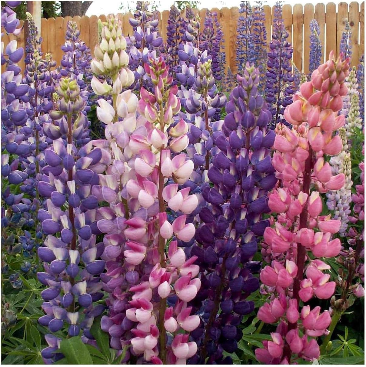 Everwilde Farms - 1 Lb Russell Lupine Native Wildflower Seeds - Gold Vault