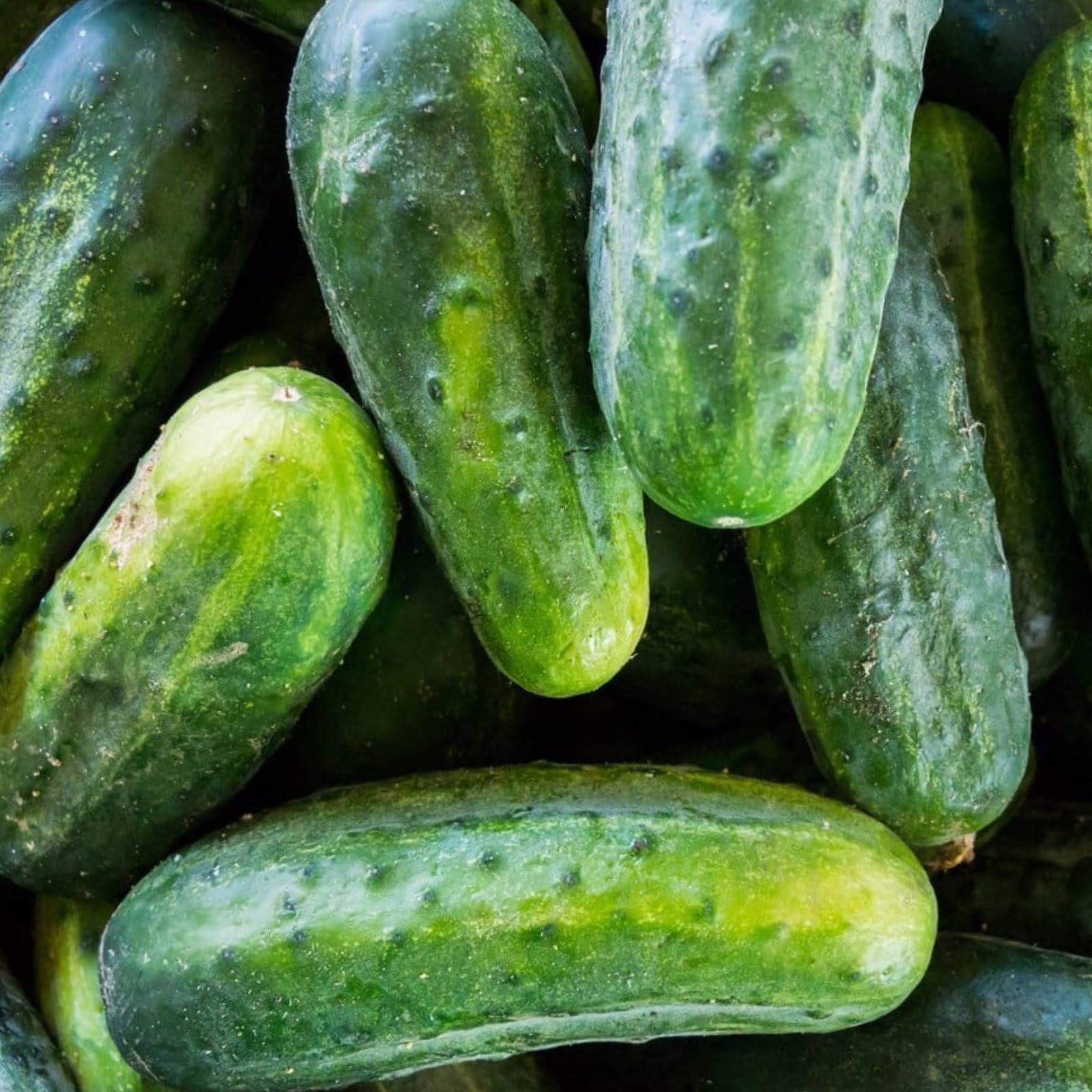 Plant World Seeds - Cucumber Gherkin National Seeds (Other Vegetable Seeds)