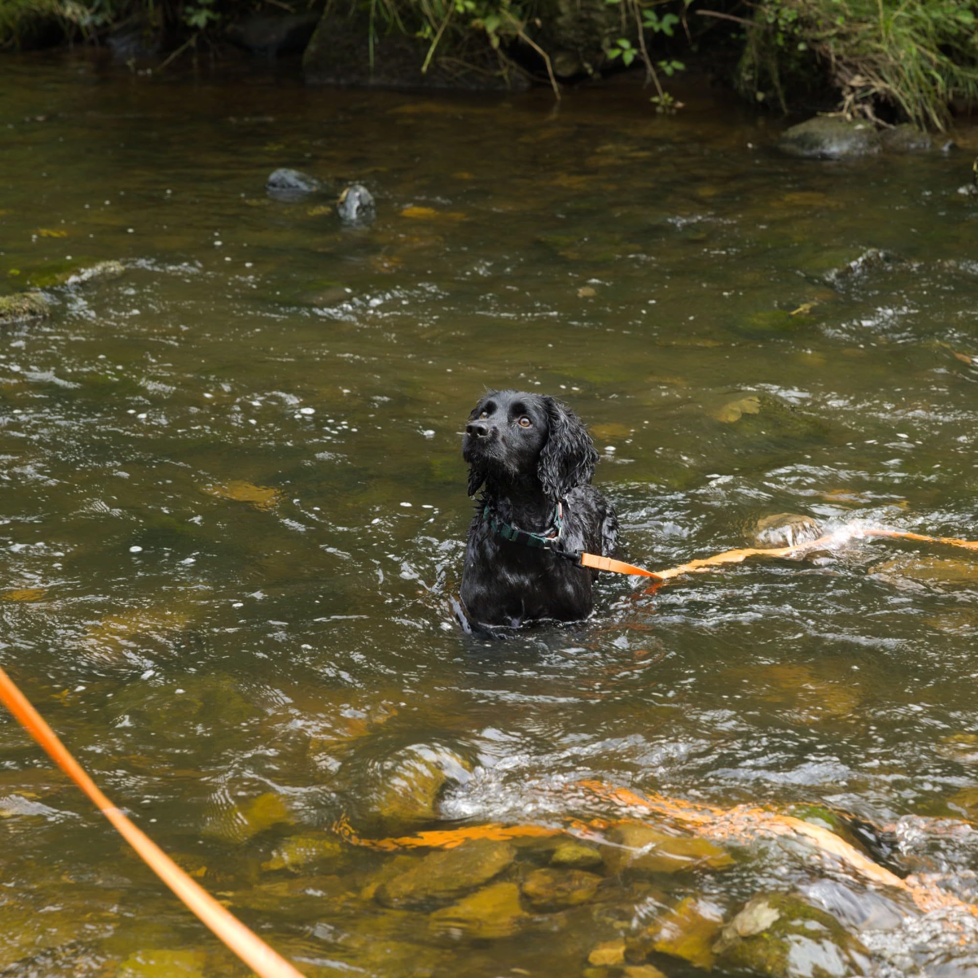 Total Pet Wasserdichte Trainingsleine für Hunde – Extra lange 20m Leine – geeignet für alle Größen