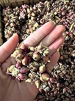 Vista 3 de 20 Walking Onion Bulbs for Planting Outdoors, Small Bublets, Egyptian Walking Onion, Easy to Plant