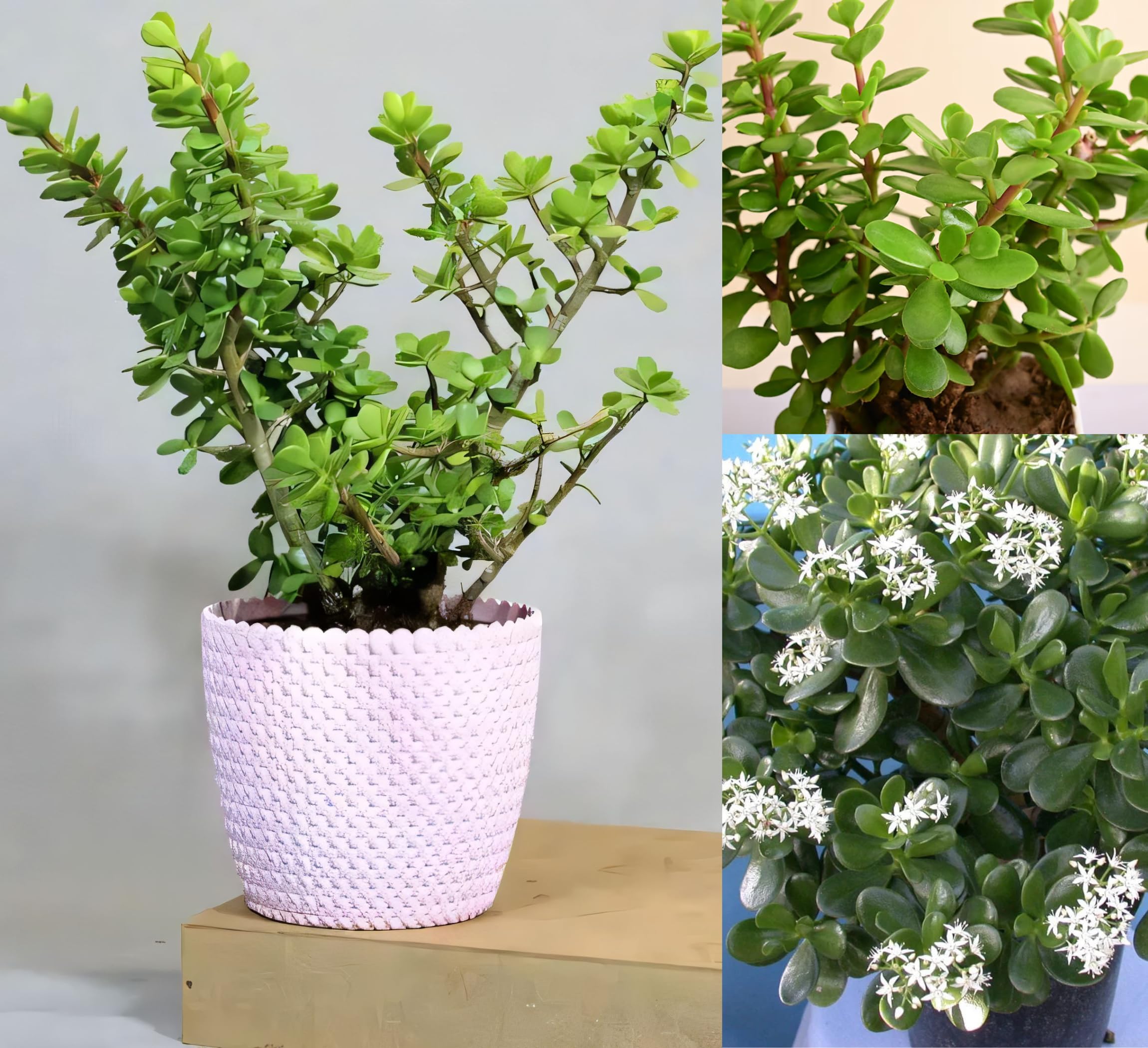 Live Jade Plant Air Layered (with - pot) | Good Luck Jade Plant for Home & Office | Easy to Grow Indoor Z Plant | Natural Green Lucky ZZ Plant-image-38