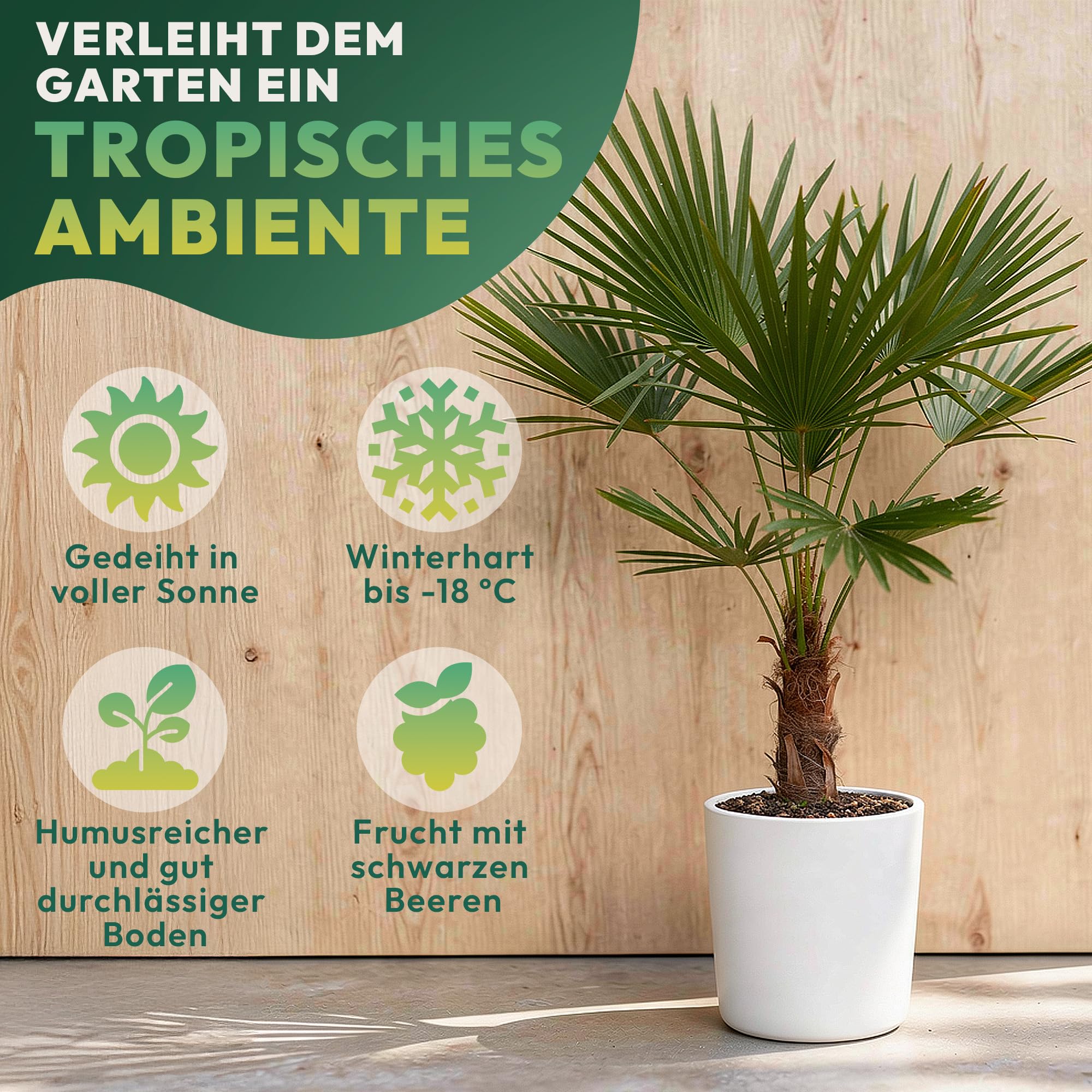 Palme Winterhart Für Außen Trachycarpus Fortunei 140cm - Palmen Winterhart Draußen - Palmen für draußen - Palme echt Ideale Balkonpflanzen - Hanfpalme