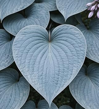 Hosta Halcyon, Hosta Tardiana 1-Gallon Pot