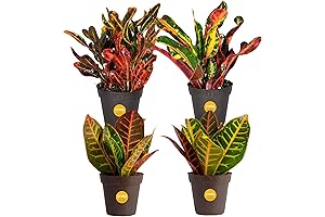 Costa Farms Angel Croton Live Plants (4-Pack): Tropical Elegance for Your Home