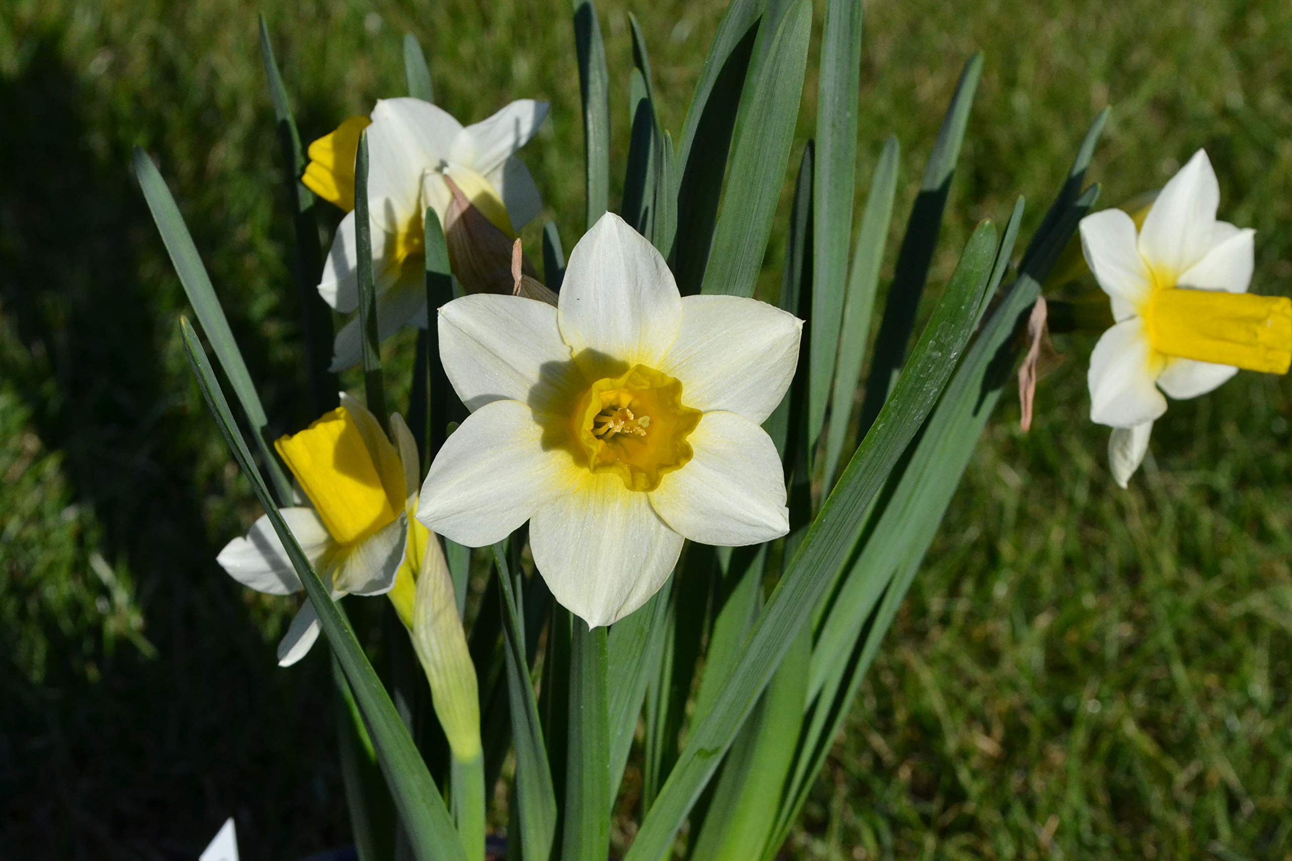 Blumenzwiebeln Narzissenzwiebeln Jonquilla Narzissen Golden Echo (50 Zwiebeln)