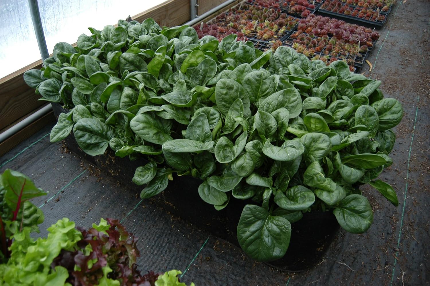 4 ft X 8 ft Victory 8 Big Green Grow Your OWN Machine EZ-GRO Raised Bed Garden AeroFlow Proprietary Fabric No Assembly