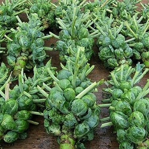 Catskill Brussel Sprout Seeds for Planting – Heirloom Non-GMO Brussel