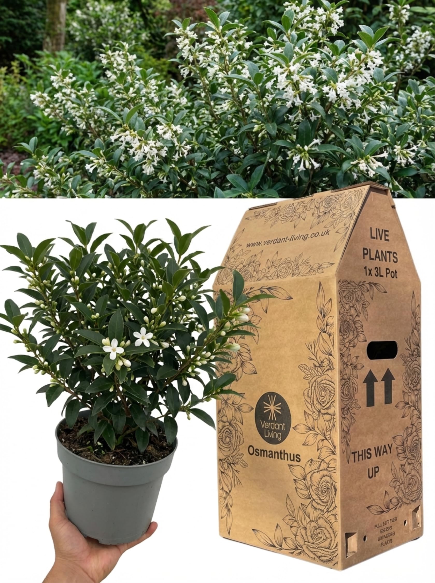 1x Osmanthus Burkwoodii Plant in 3Ltr Pot – Fragrant Evergreen Hedge Shrub with Scented White Flowers for Gardens, Borders, Patio & Screening – Hardy, Low Maintenance, Fast Growing, UK Outdoor Plants