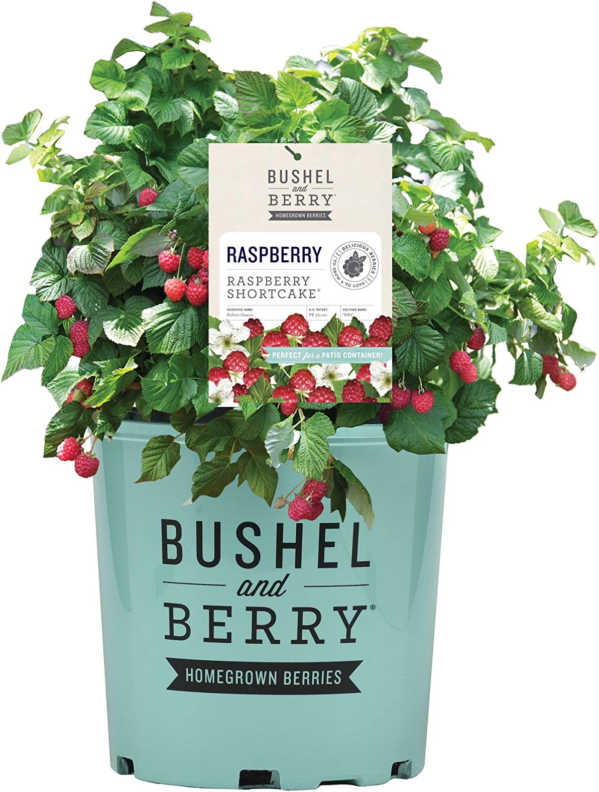 Amazon.com : Bushel and Berry Jelly Bean® Blueberry, Live Bare Root ...