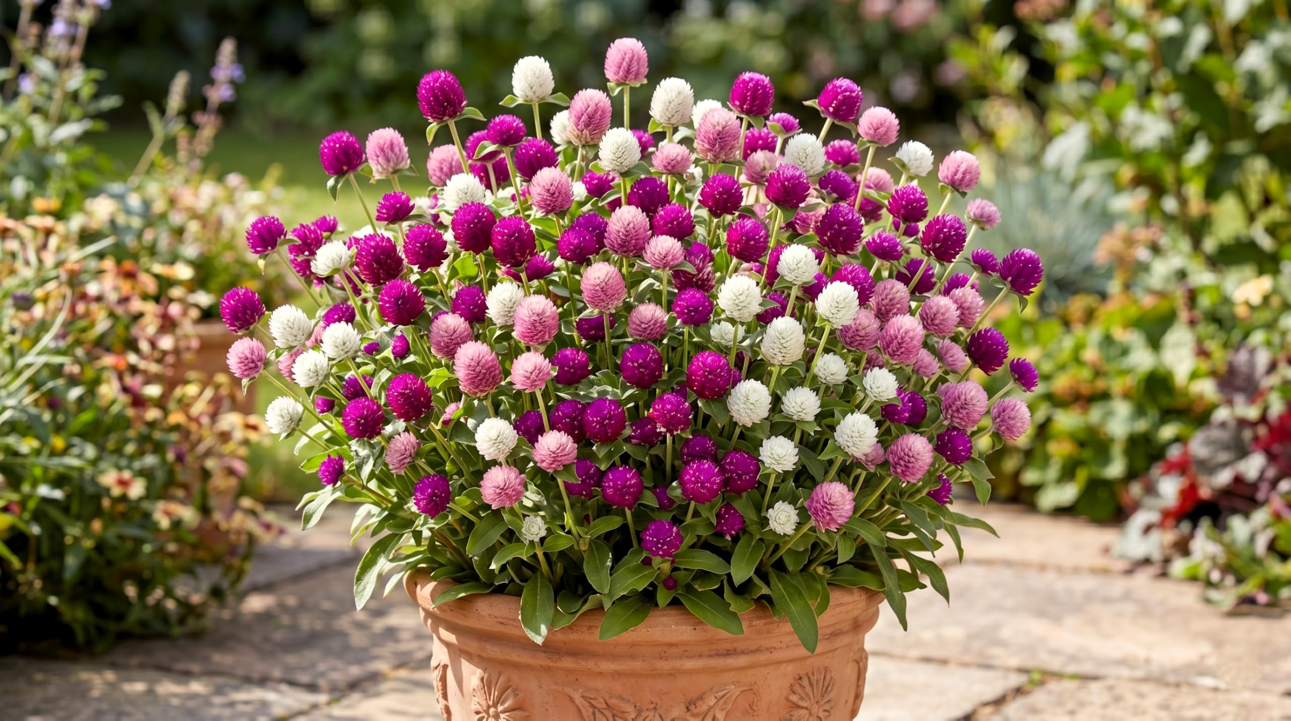 Low Maintenance Hybrid Flower Seeds Combo Pack- All Year Flower Seeds Supply (7 VARIETY WEST INDIA ALL YEAR)