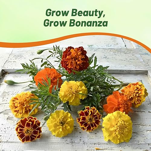 Miniatura 5 de Outsidepride 500 semillas anuales Tagetes Patula Bonanza French Marigold Garden Flower Seed Mix para plantar