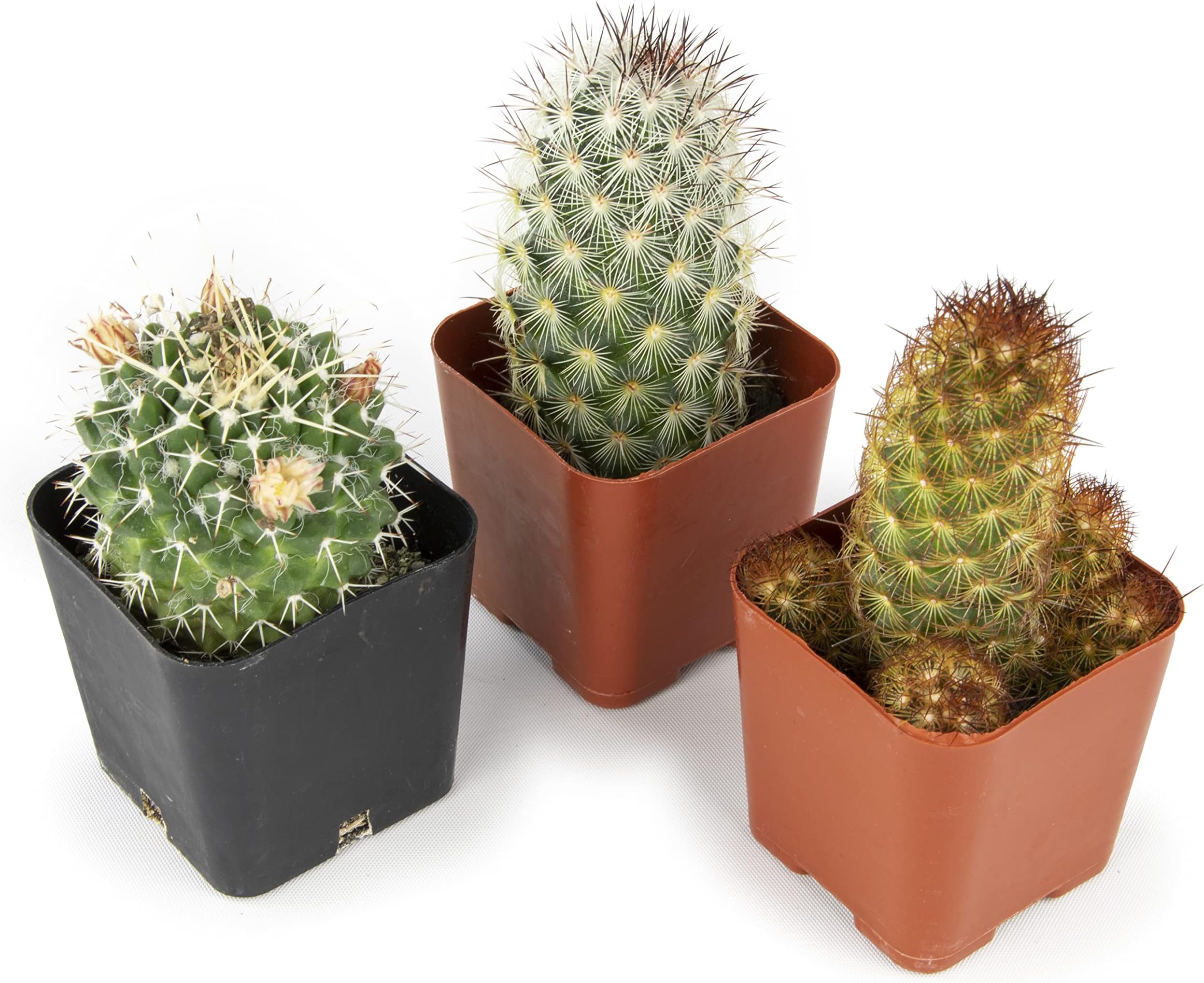 Cactus Plants Live Plants (3PK), Cactus Plant Indoor Live Plants, Cacti Plants Live Cactus Decor, Succulents Plants Live Houseplants, Mini Cactus Gifts in Cactus Soil Potting Mix by Plants for Pets