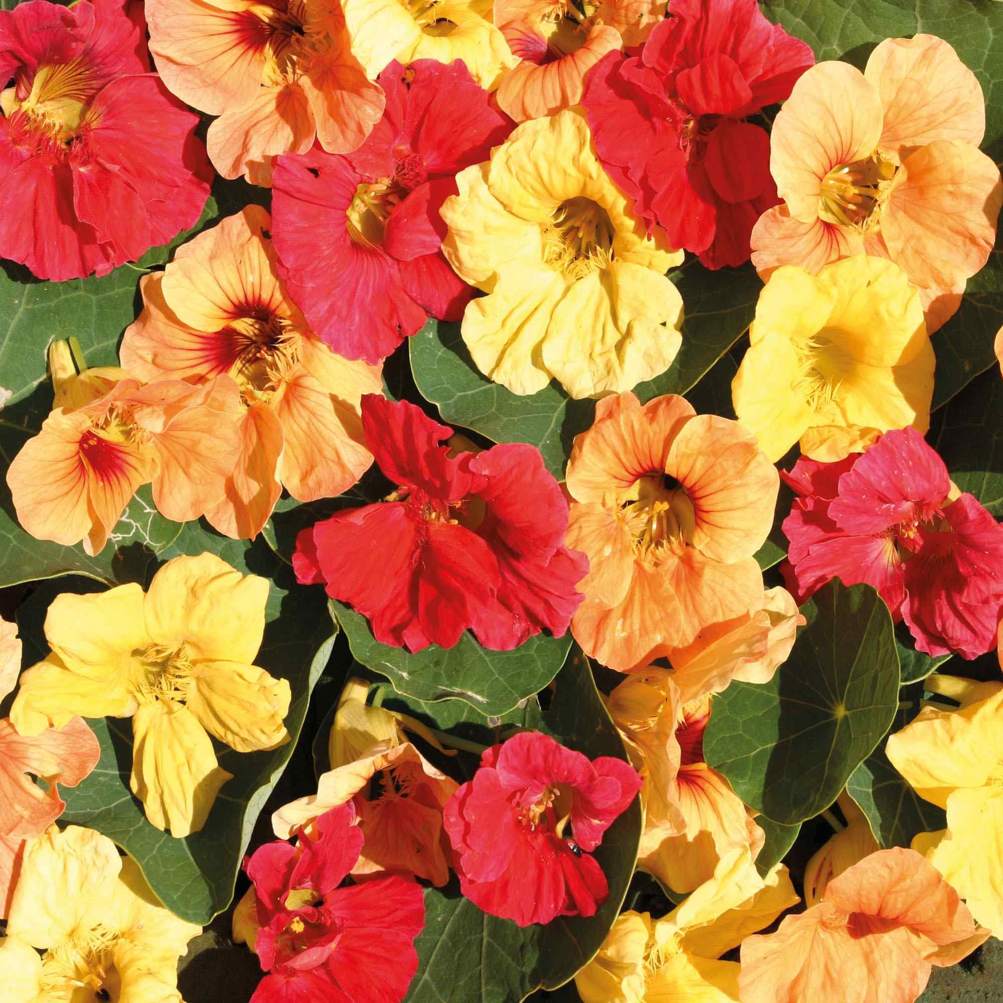Outsidepride25 Seeds Annual Nasturtium Hawaiian Cimbing Vine Flower Seed Mix for Planting