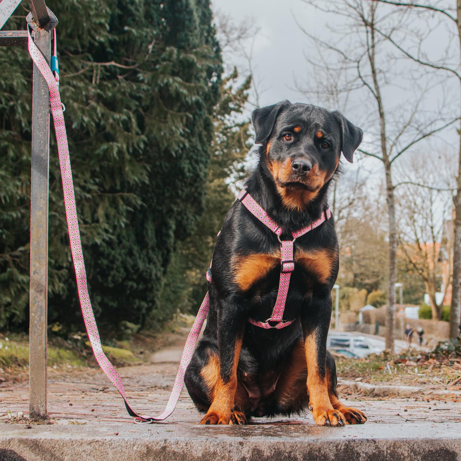 MAX & Molly Arnés H - Retro Rosa, S