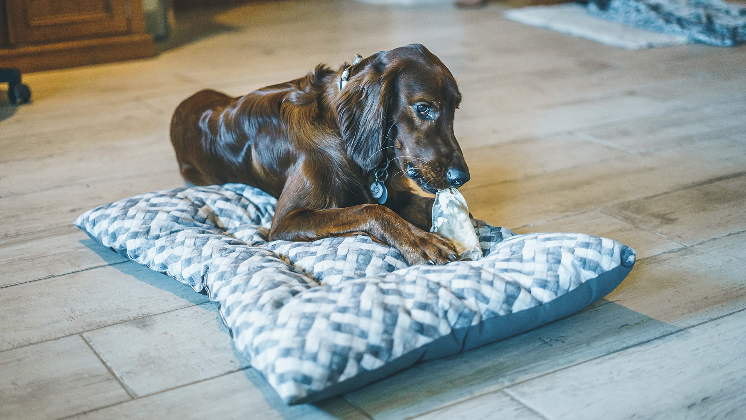 Aimé - Friandises pour Chien - Oreilles de Porc - Nourriture Naturelle sans Conservateur ni Colorant - Friandise à Mâcher pour le Bien-Être du Chien - X2