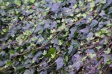 Review Image by Harry Harry