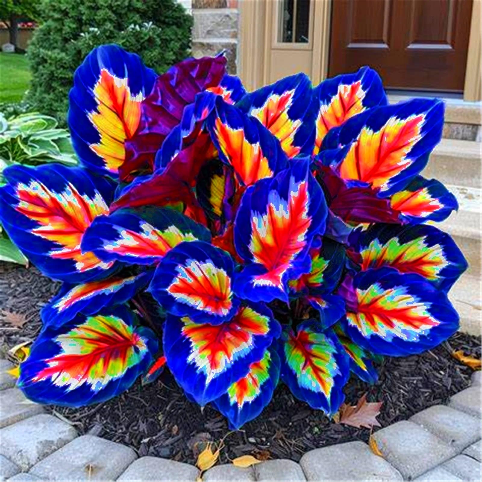 Rare Hostas for Planting UK, Hardy Perennial, Excellent Display, Mix Greening Flower, Natural Organic, Wedding, Balcony Garden-10 Bulbs-F — image 1