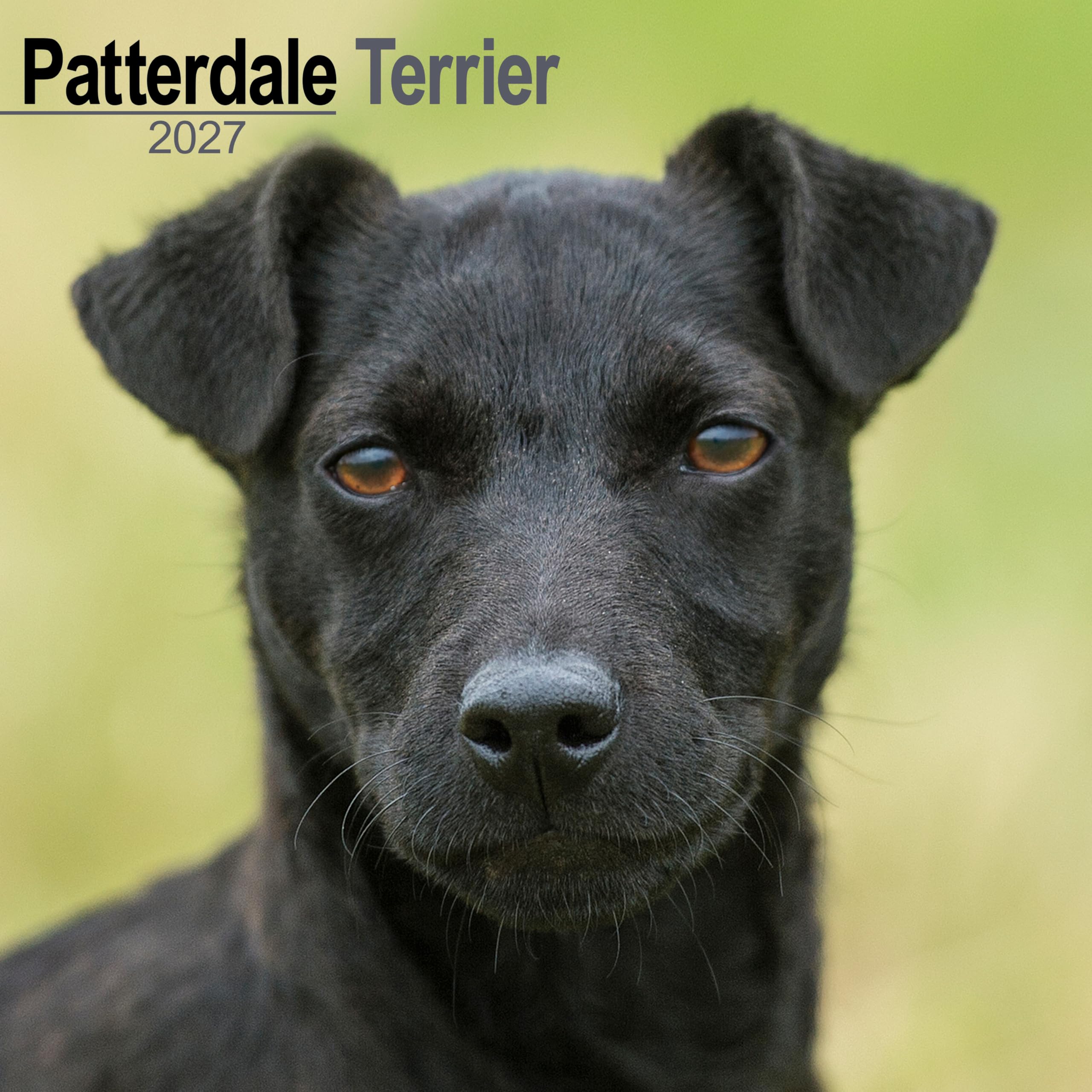 Patterdale Terrier 2027 Calendar | Square Wall Calendar | Dog Breed Gift | Plastic Free Packaging | by Avonside Publishing
