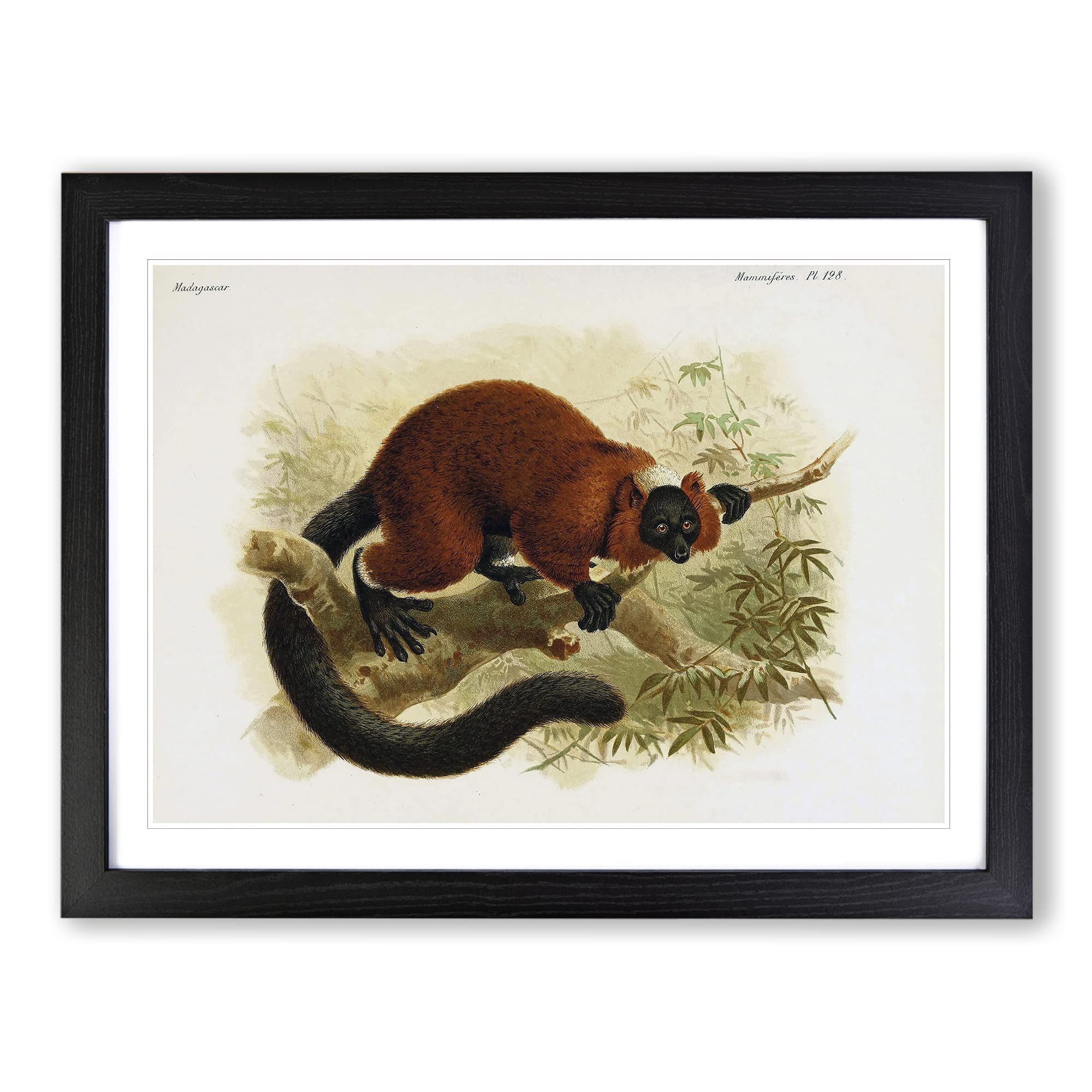 J.G. Keulemans Red ruffed Lemur 1 Vintage Framed Print, Black, A3 (46 x 34 cm)
