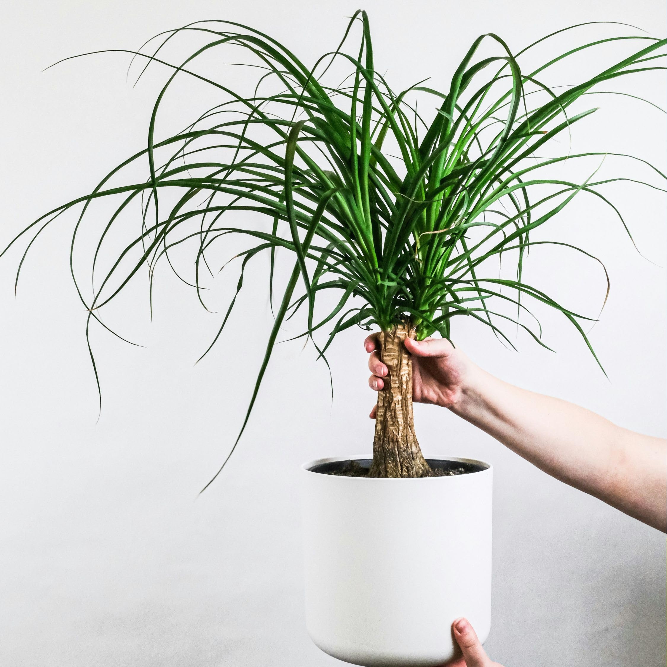 Plant in a Box - Beaucarnea recurvata - Elefantenfuß - Grüne zimmerpflanze - Topf 21cm - Höhe 60-70cm