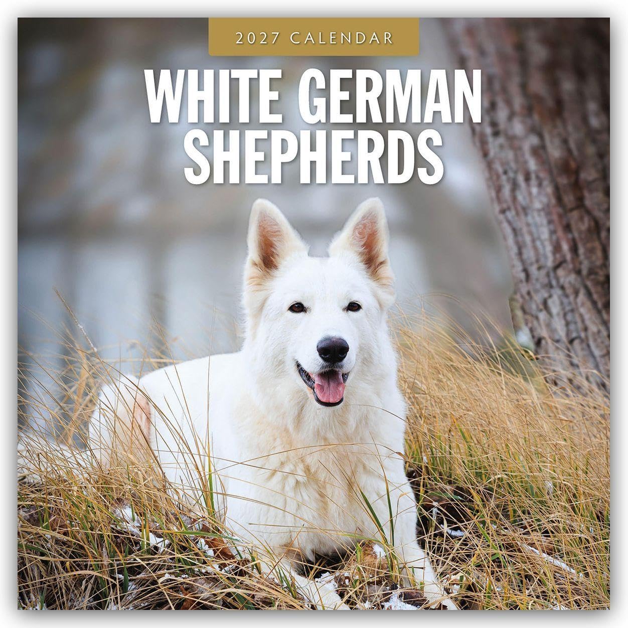 White German Shepherds 2027 Square Wall Calendar: Original Red Robin Publishing Ltd-Kalender [Mehrsprachig] [Kalender]