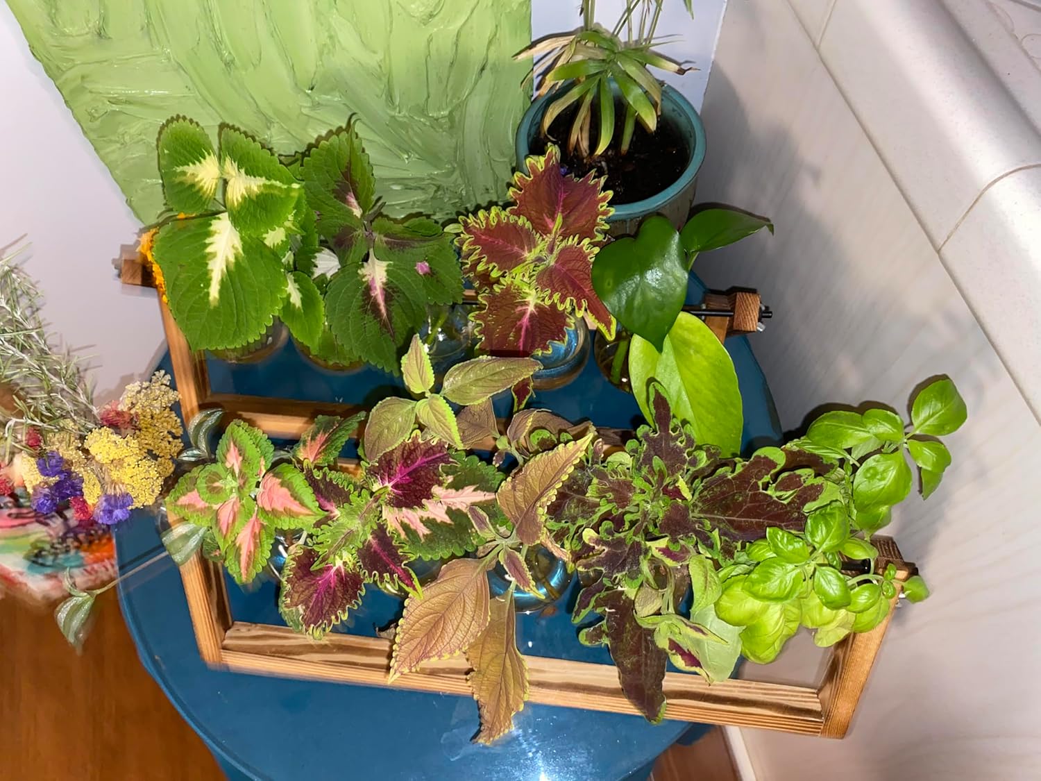 Plant Propagation Station Coleus, Wandering Jew & Pothos in Glass Bulbs with Wooden Stand, Indoor Terrarium, Desk Decor & Gardening Gift for Plant Lovers