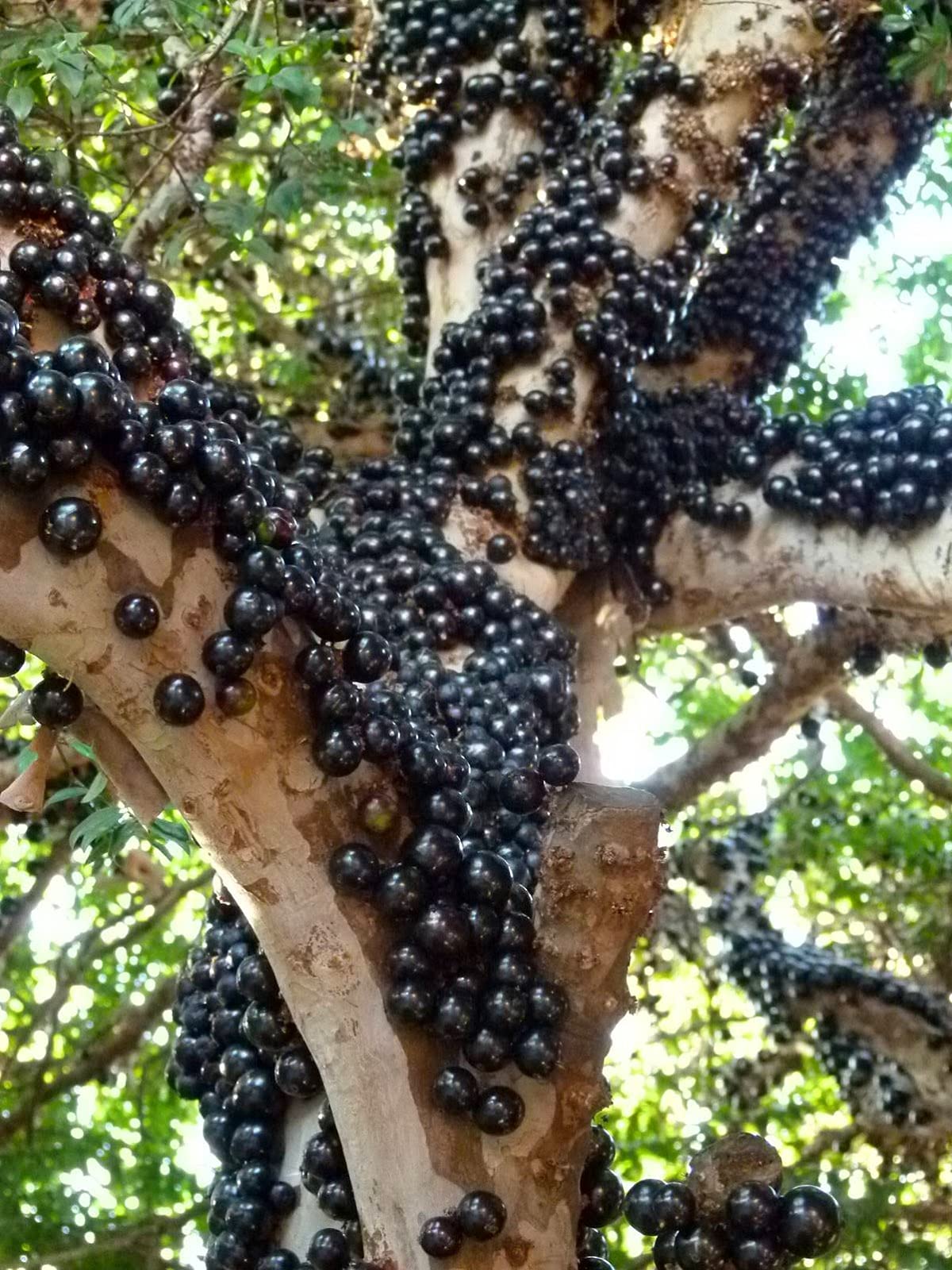 Amazon.com : Jaboticaba Tree - Live Plant in a 3 Inch